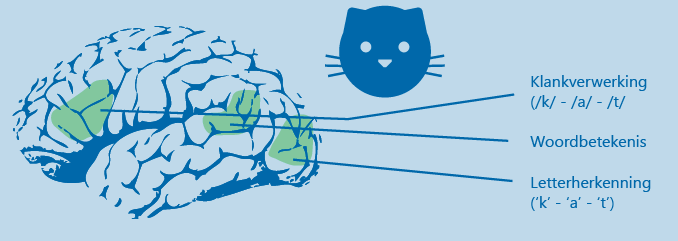 Afbeelding van de hersenen waarbij wordt aangegeven in welk hersengebied de verwerking van het woord "kat" plaatsvindt. Hieruit wordt duidelijk dat de klankverwerking, koppeling van de woordbetekenis aan een woord en de letterverwerking in een ander hersengebied plaatsvindt.