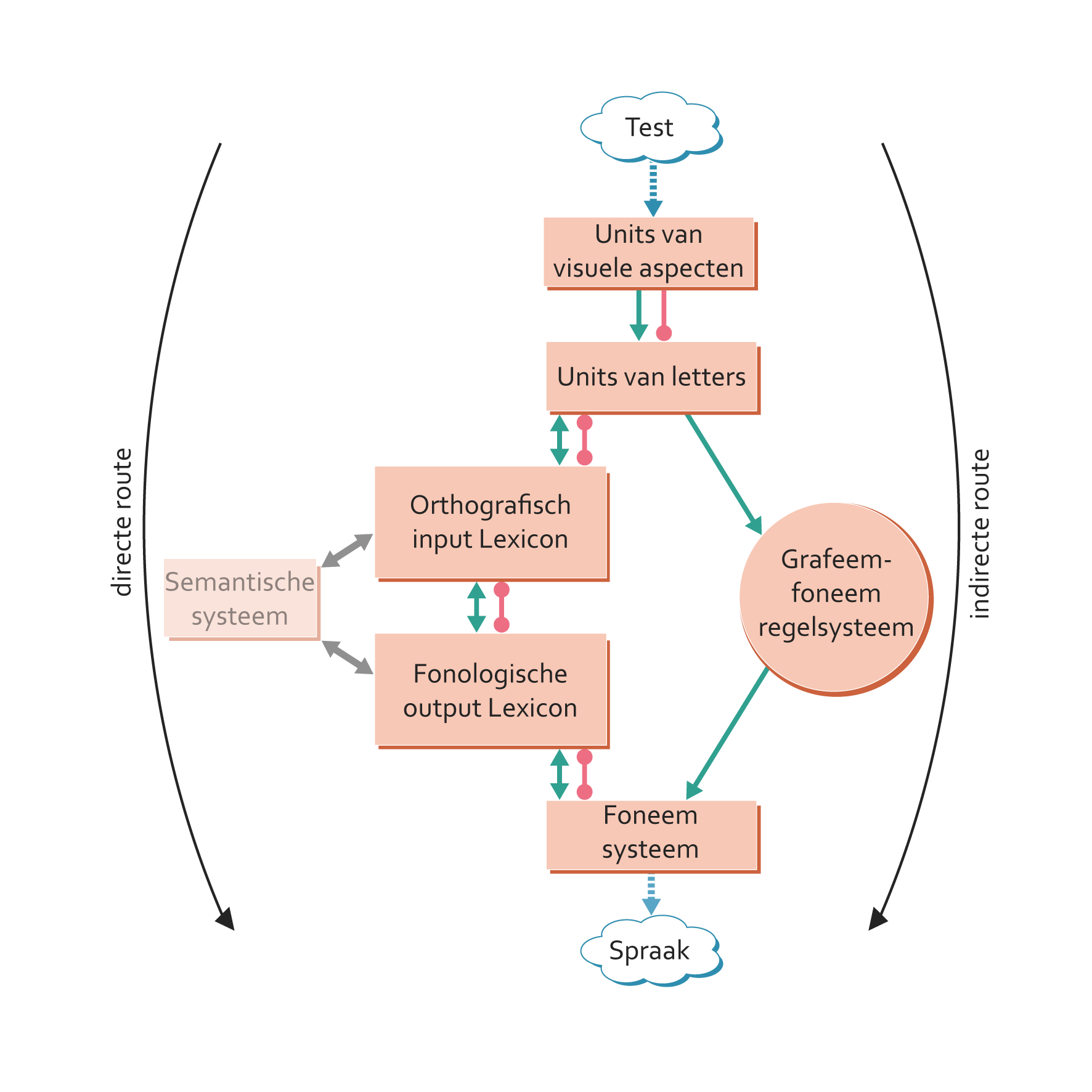 Er worden twee routes weergegeven waarop woorden gelezen kunnen worden. De directe route via het mentale lexicon en indirecte route via het grafeem-foneemregelsysteem (verklanking)