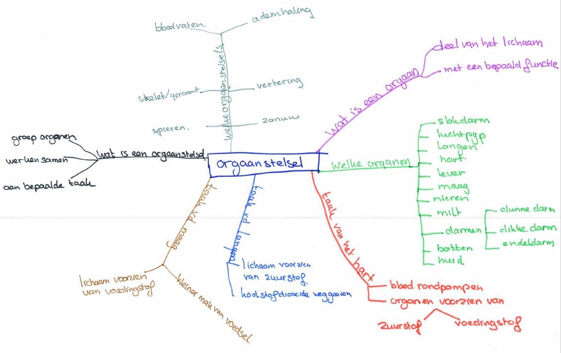 Voorbeeld mindmap over 'Orgaanstelsels'.jpg